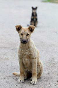 small-puppies-of-stray-dogs.jpg